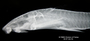 Corymbophanes andersoni FMNH 52675 holo lath x